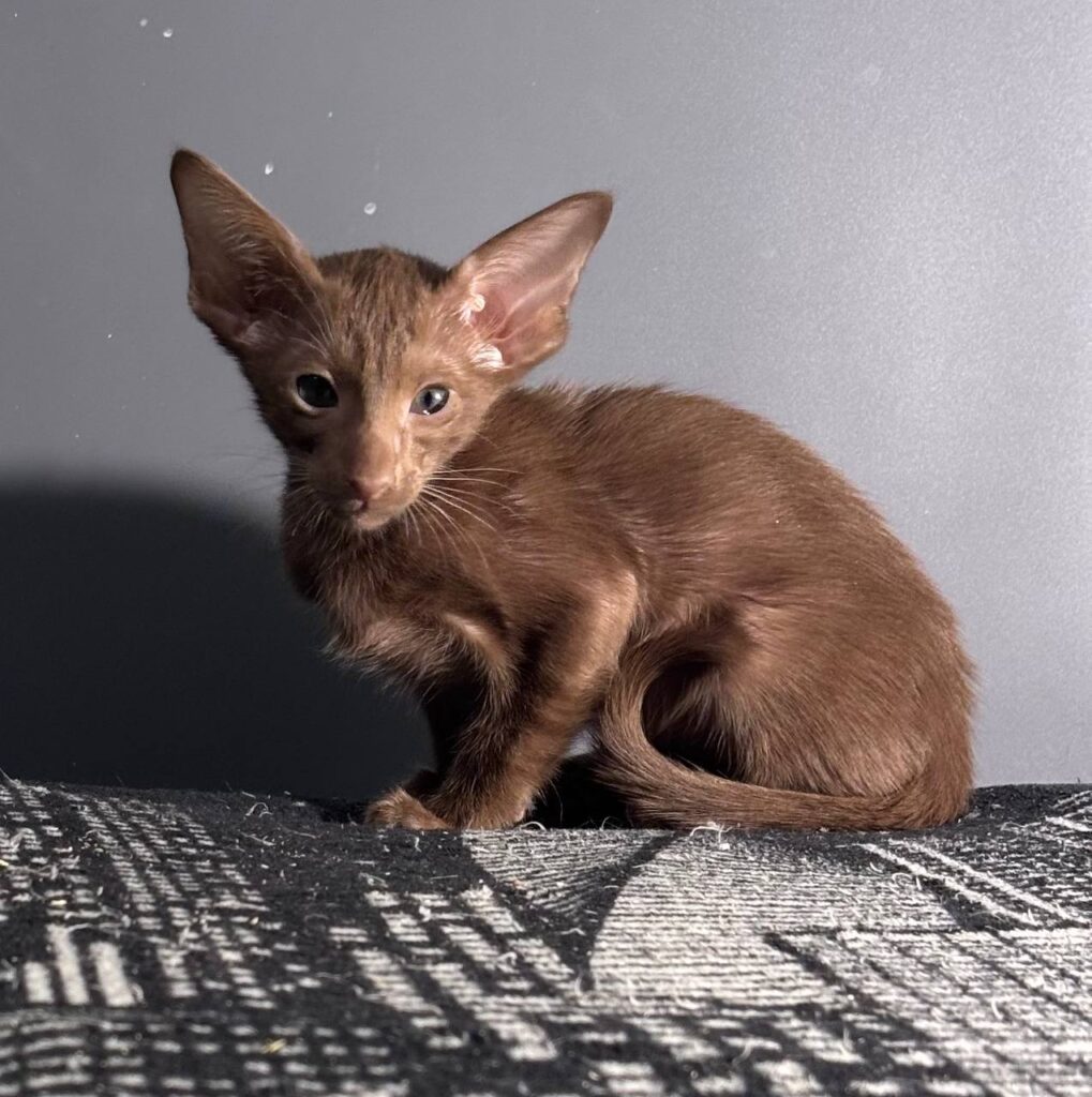 Gabriella after 03/12