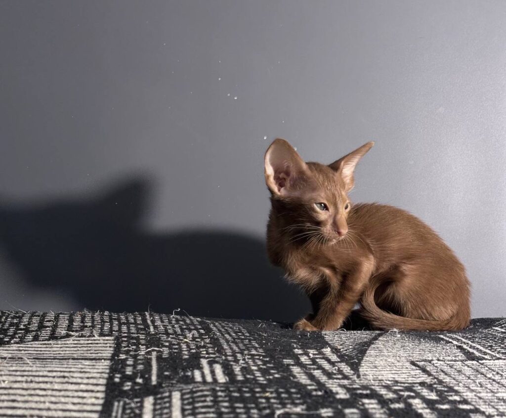 Gabriella after 03/12