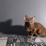 Gabriella after 03/12 thumbnail