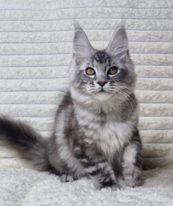 Olivia U Maine Coon kitten - Available for adoption at FavCats