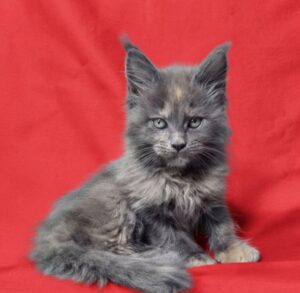 Puma U Maine Coon kitten - Available for adoption at FavCats