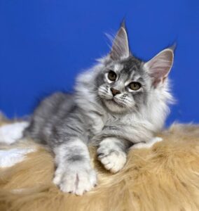 Dana U Maine Coon kitten - Available for adoption at FavCats