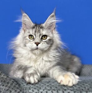 Denisa Maine Coon kitten - Available for adoption at FavCats