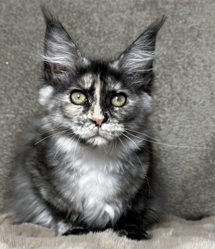 Emiliya U Maine Coon kitten - Available for adoption at FavCats