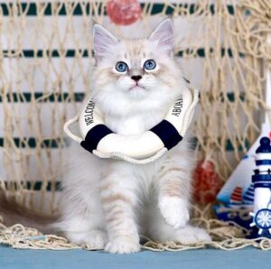 Don Juan Siberian Cat kitten - Available for adoption at FavCats