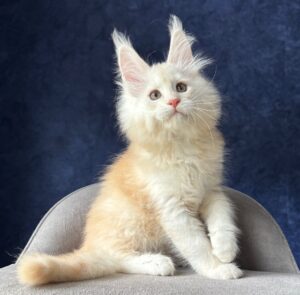 Lubert R Maine Coon kitten - Available for adoption at FavCats