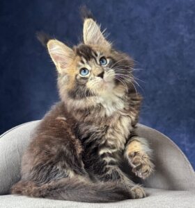 Otto R Maine Coon kitten - Available for adoption at FavCats
