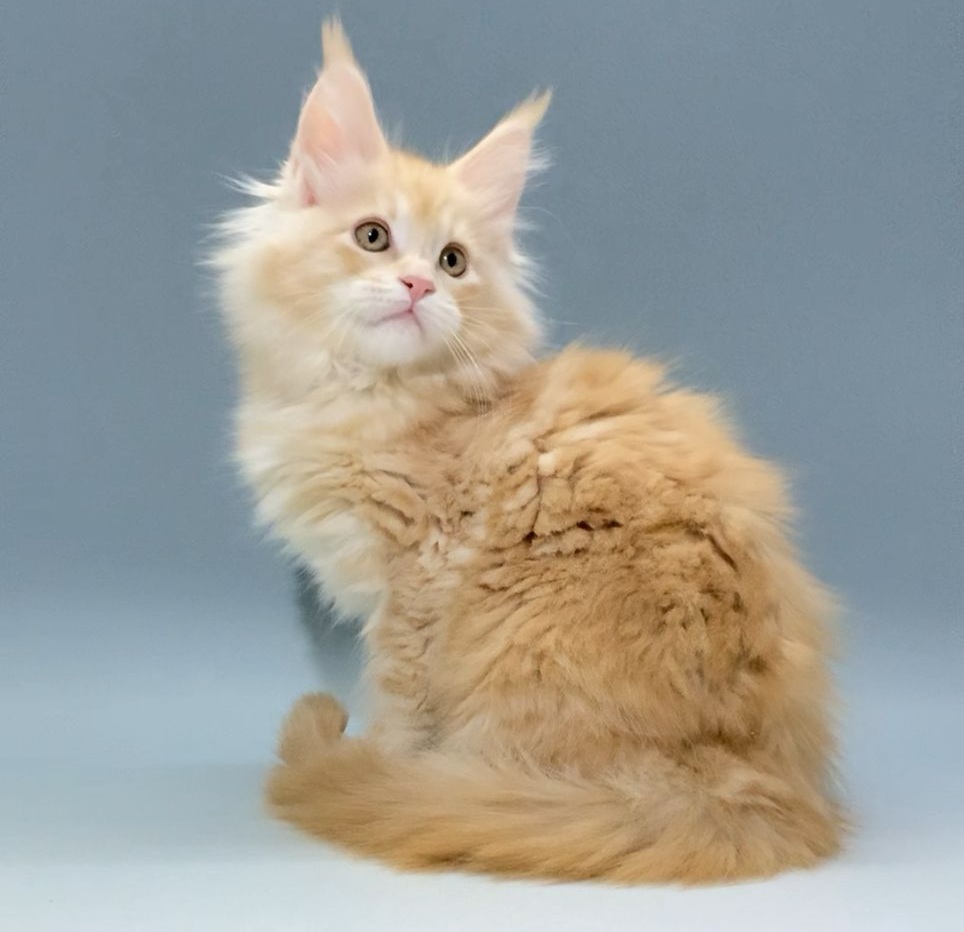 Jamaica Polydactyl 6/6/6/6 R Maine Coon kitten - Available for adoption at FavCats