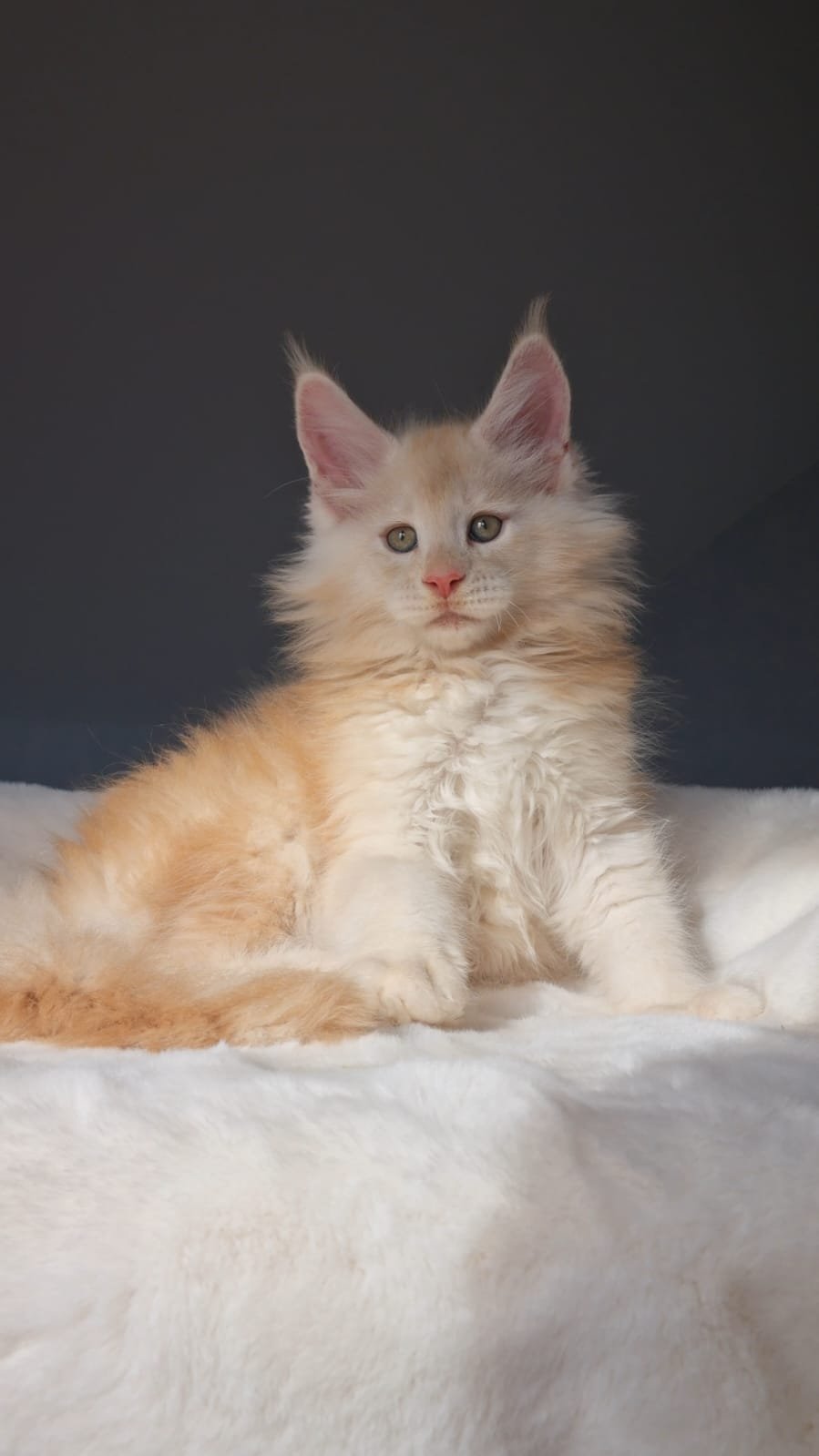 Korolevich R thumbnail