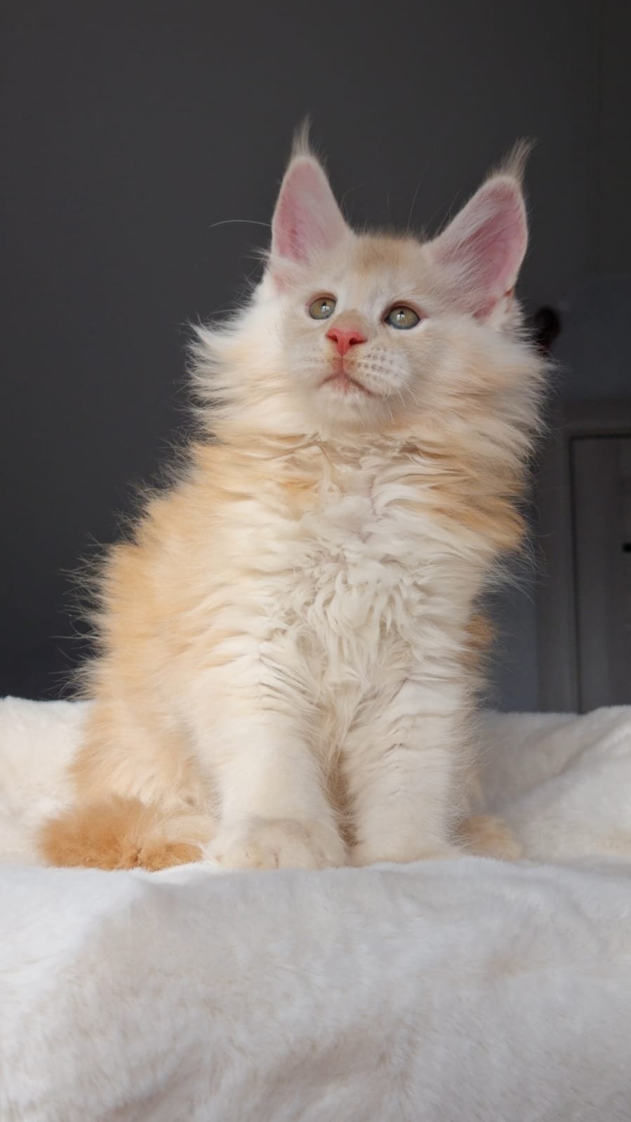 Korolevich R thumbnail