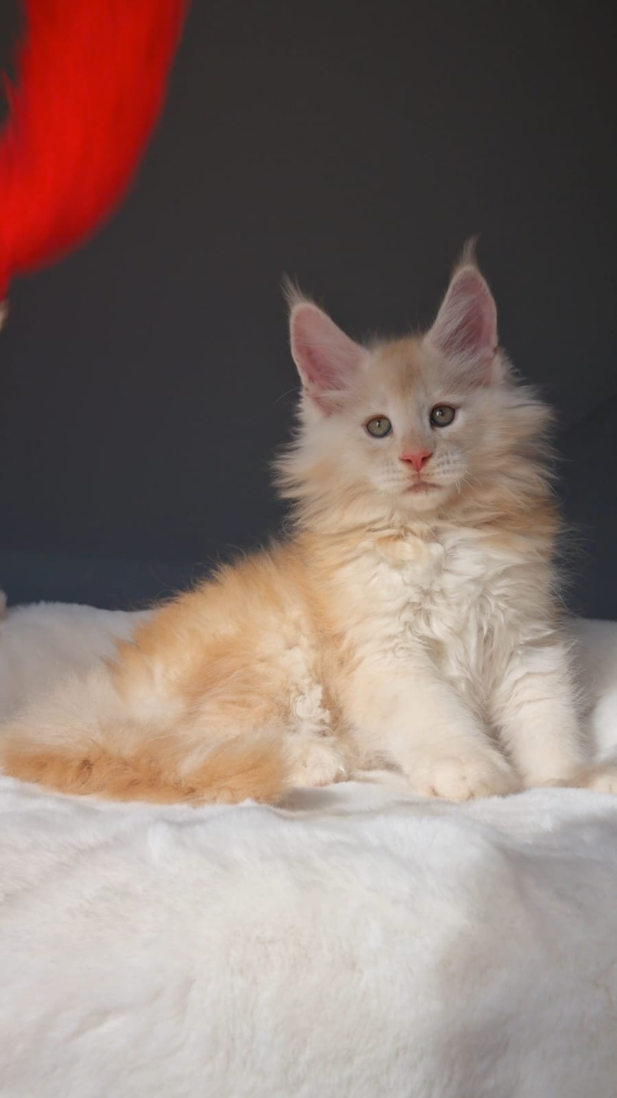 Korolevich R thumbnail