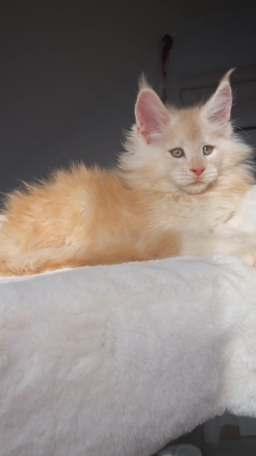 Korolevich R thumbnail