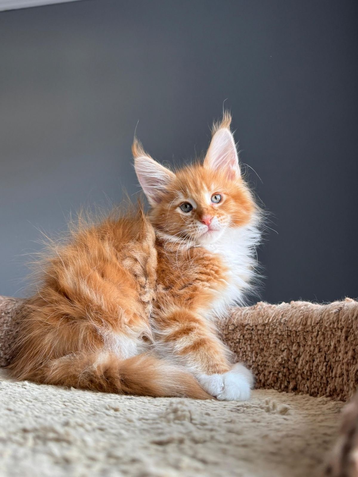 Tomat R Maine Coon kitten - Available for adoption at FavCats