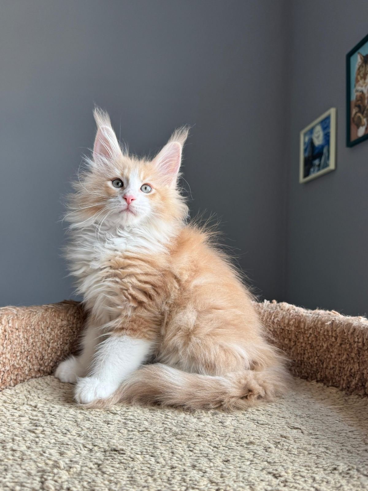 Truffle R Maine Coon kitten - Available for adoption at FavCats