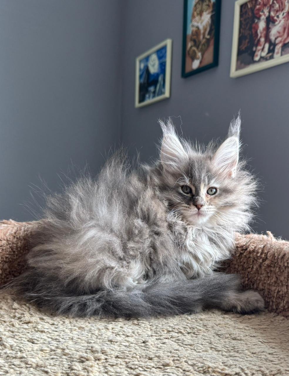 Toffee R Maine Coon kitten - Available for adoption at FavCats