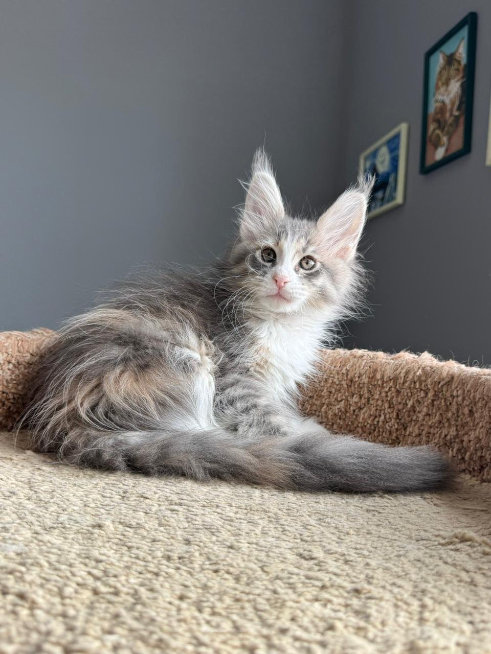 Tiramisu R thumbnail