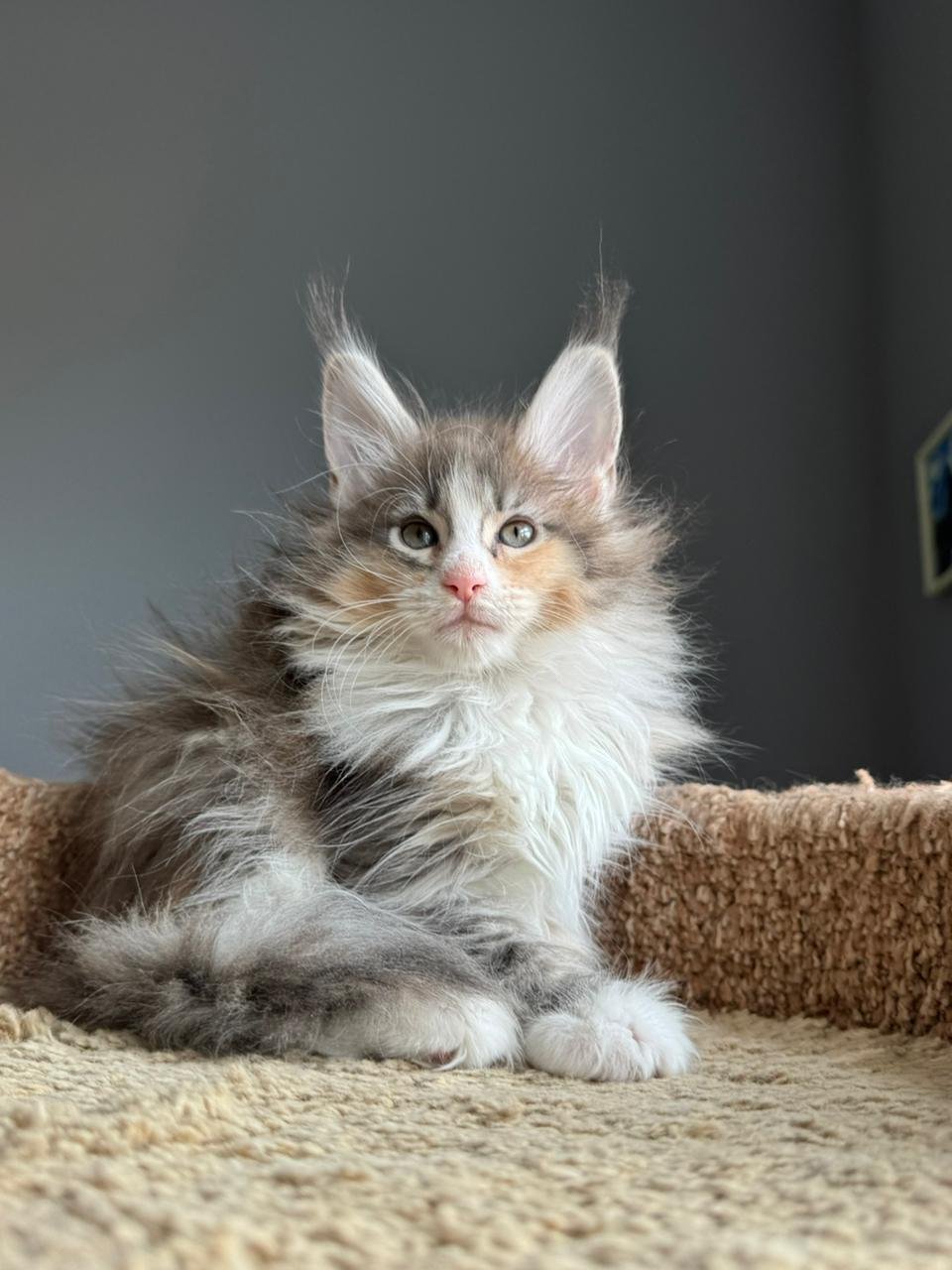 Tequila R Maine Coon kitten - Available for adoption at FavCats