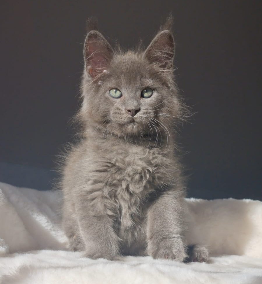 Lexus R Maine Coon kitten - Available for adoption at FavCats