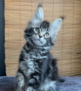 Iliya R Maine Coon kitten - Available for adoption at FavCats