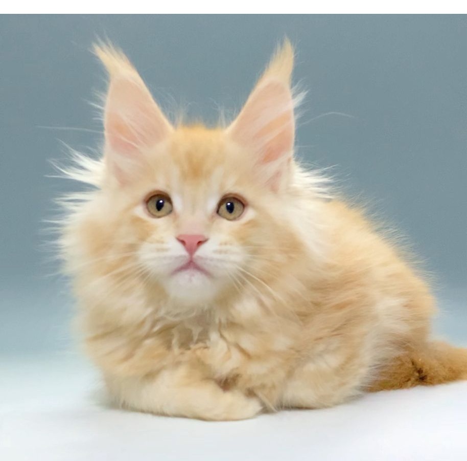 Jamaica Polydactyl 6/6/6/6 R