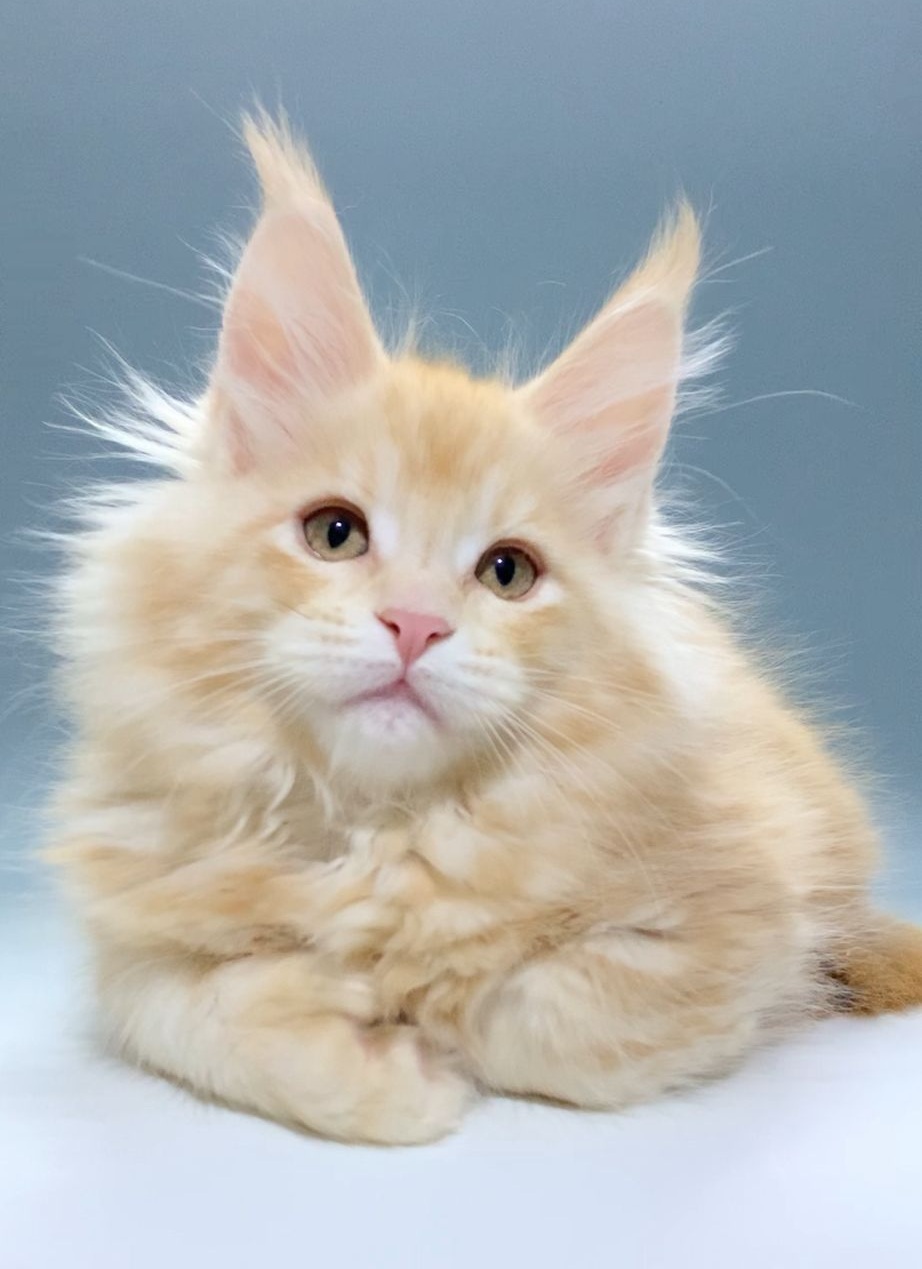 Jamaica Polydactyl 6/6/6/6 R thumbnail