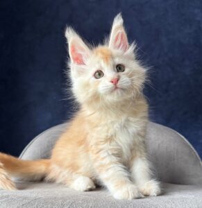 Neron R Maine Coon kitten - Available for adoption at FavCats