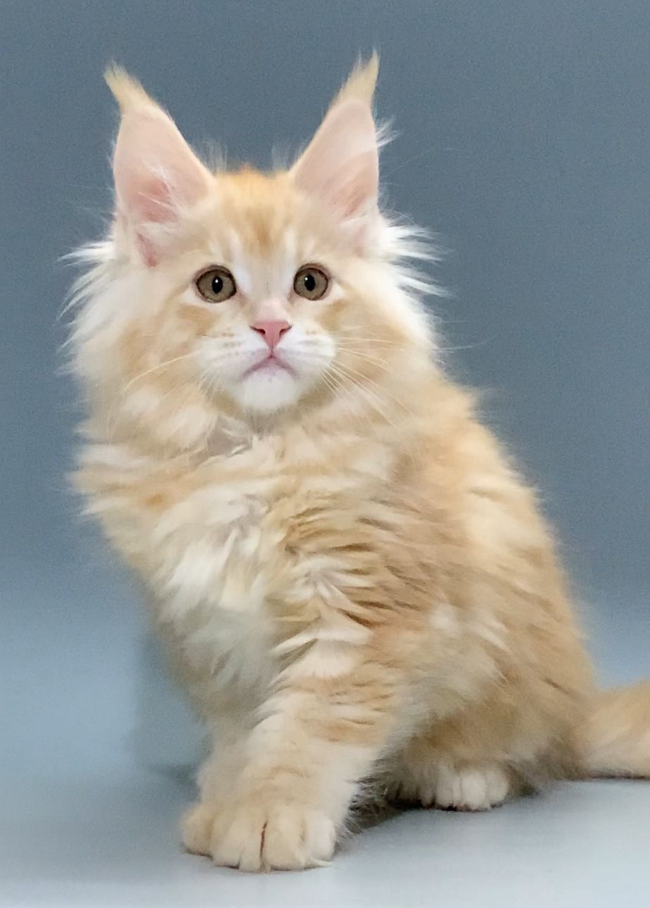 Jamaica Polydactyl 6/6/6/6 R