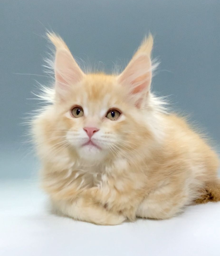 Jamaica Polydactyl 6/6/6/6 R thumbnail