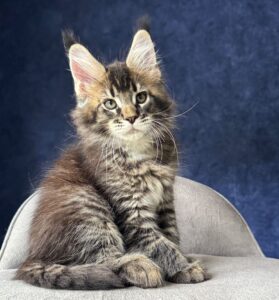 Olaf R Maine Coon kitten - Available for adoption at FavCats