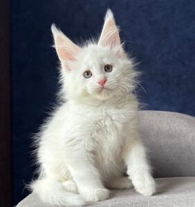 Picachu R Maine Coon kitten - Available for adoption at FavCats