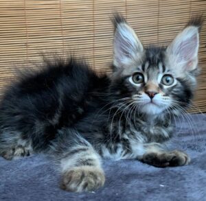 Itaka R Maine Coon kitten - Available for adoption at FavCats
