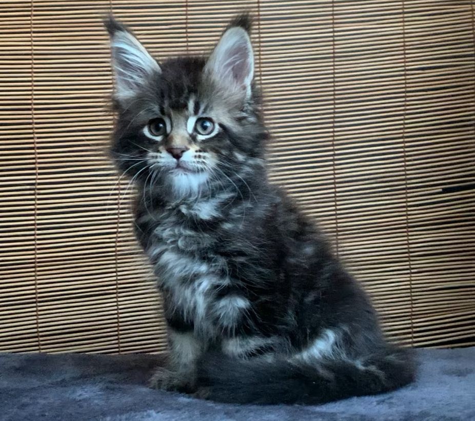 Lorelei R Maine Coon kitten - Available for adoption at FavCats