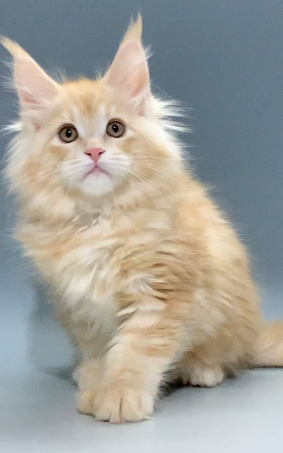 Jamaica Polydactyl 6/6/6/6 R thumbnail