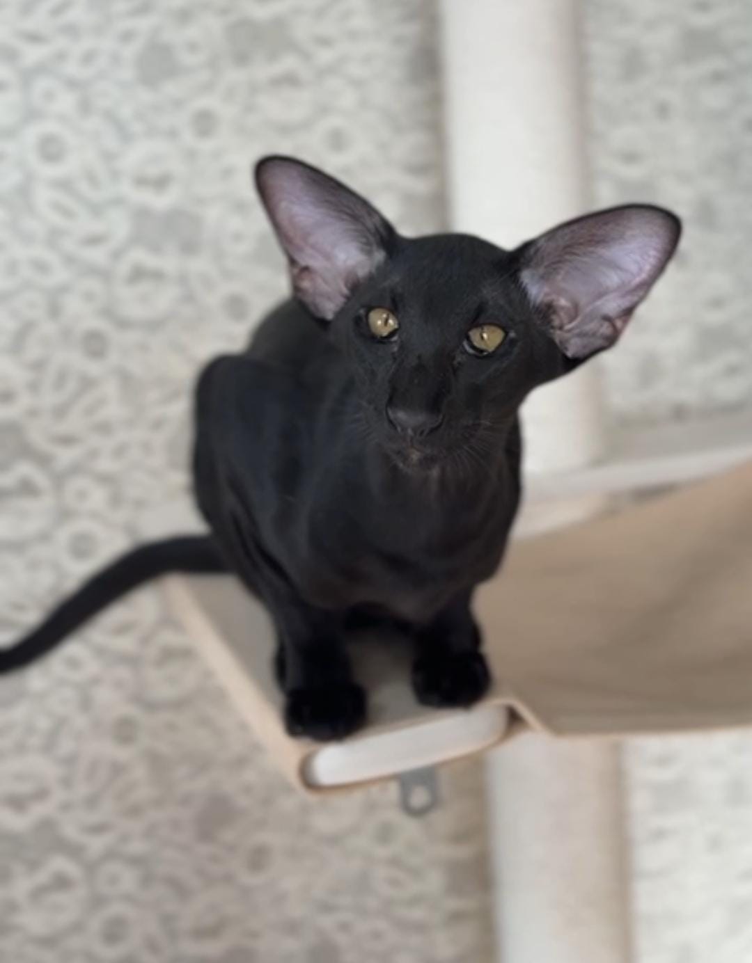 Super Black R Oriental Cat kitten - Available for adoption at FavCats