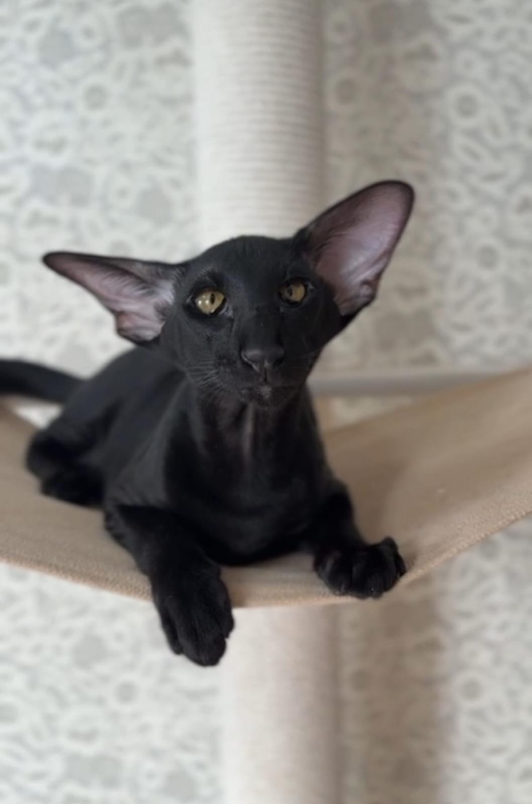 Super Black R thumbnail