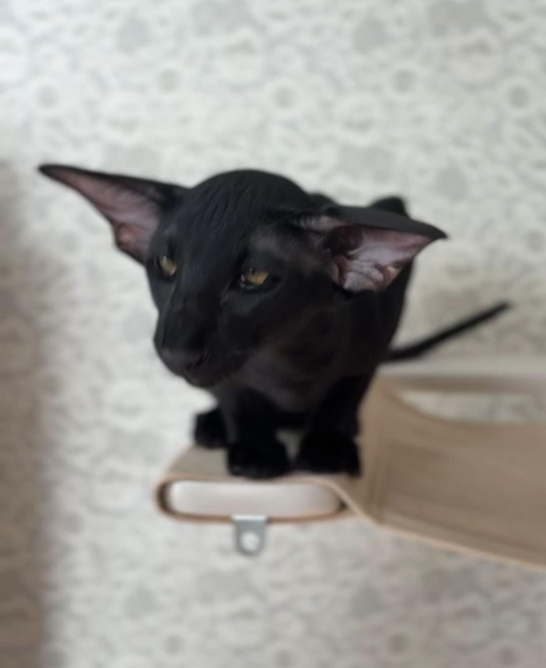 Super Black R thumbnail