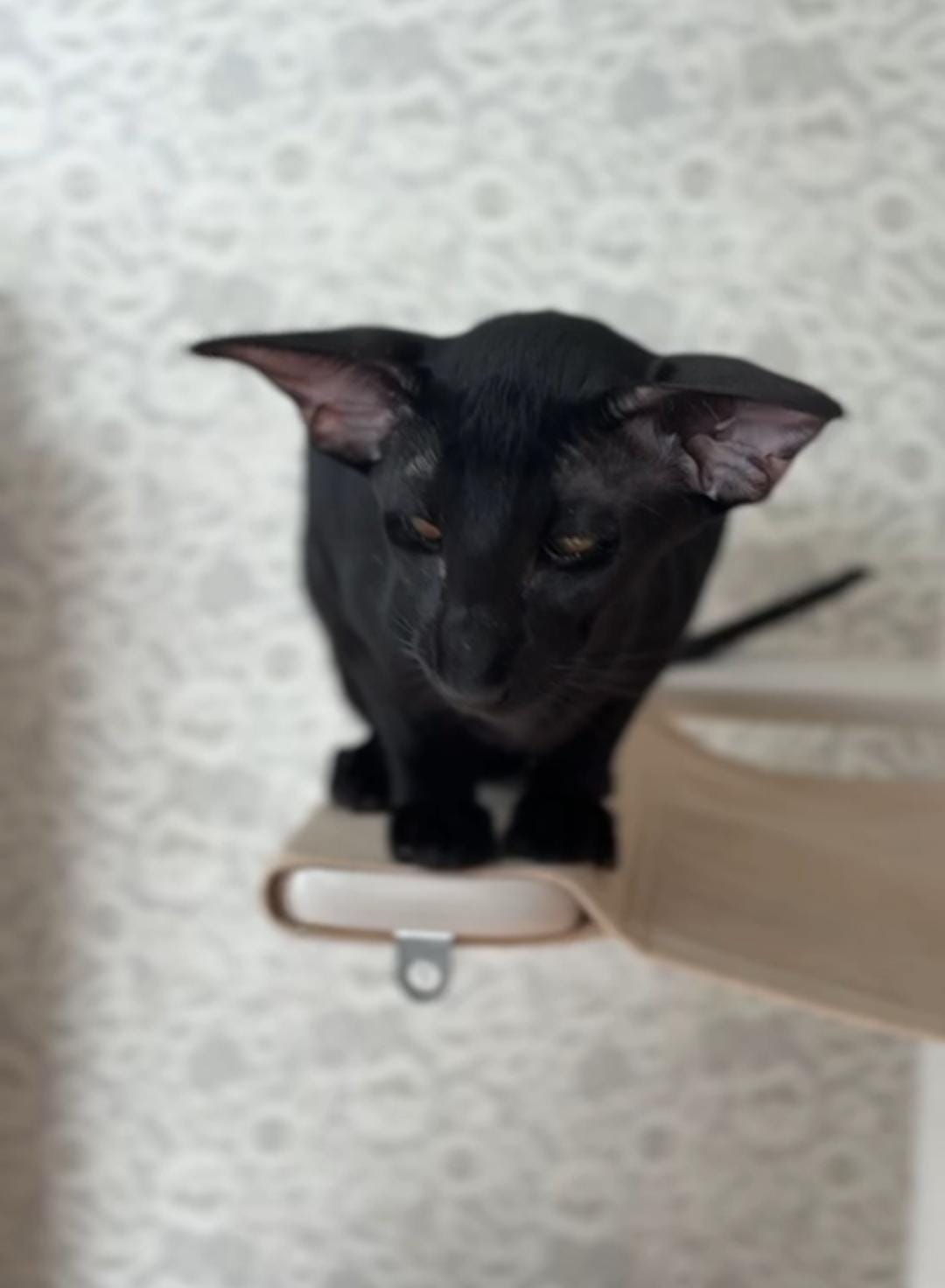 Super Black R thumbnail