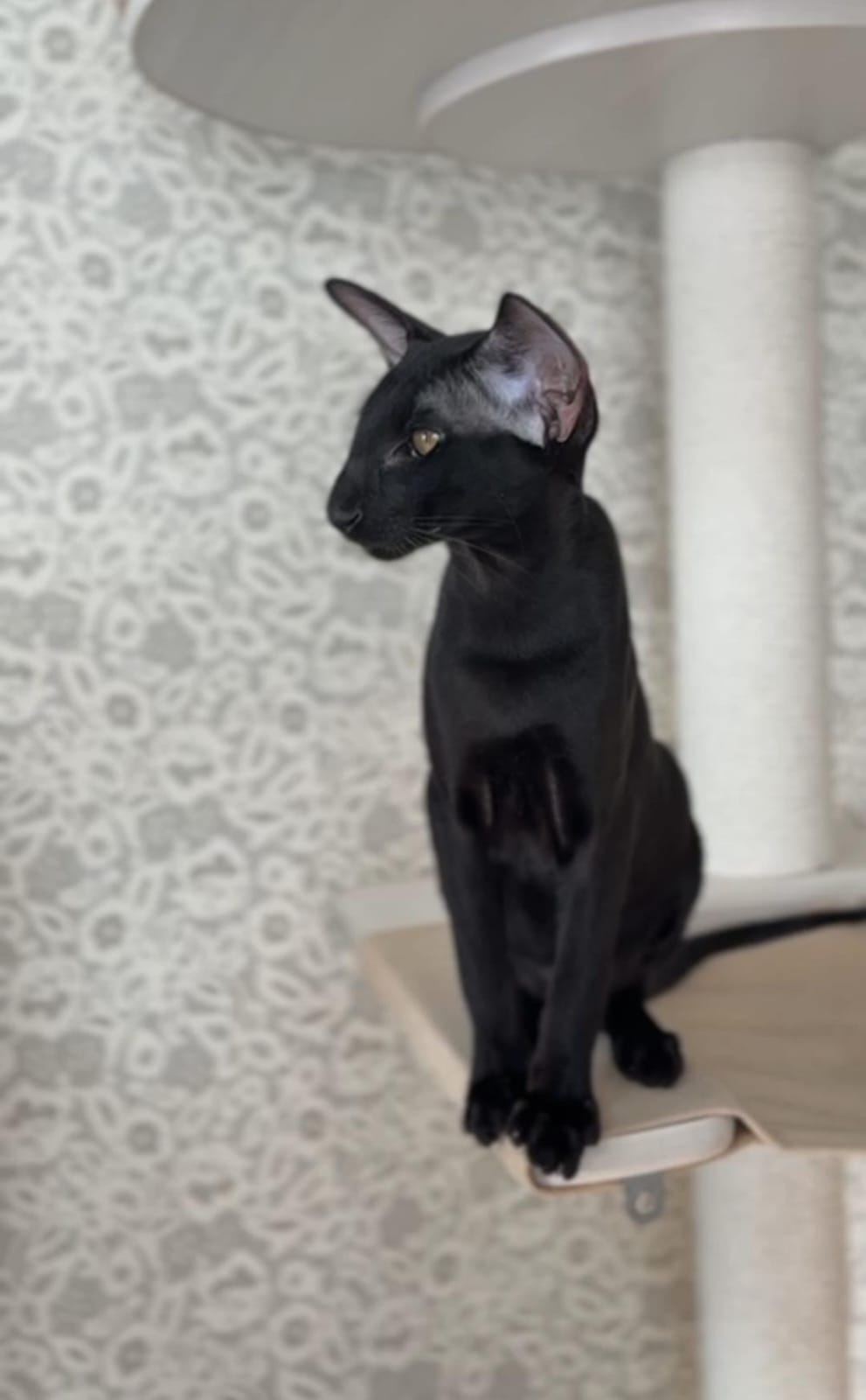 Super Black R thumbnail