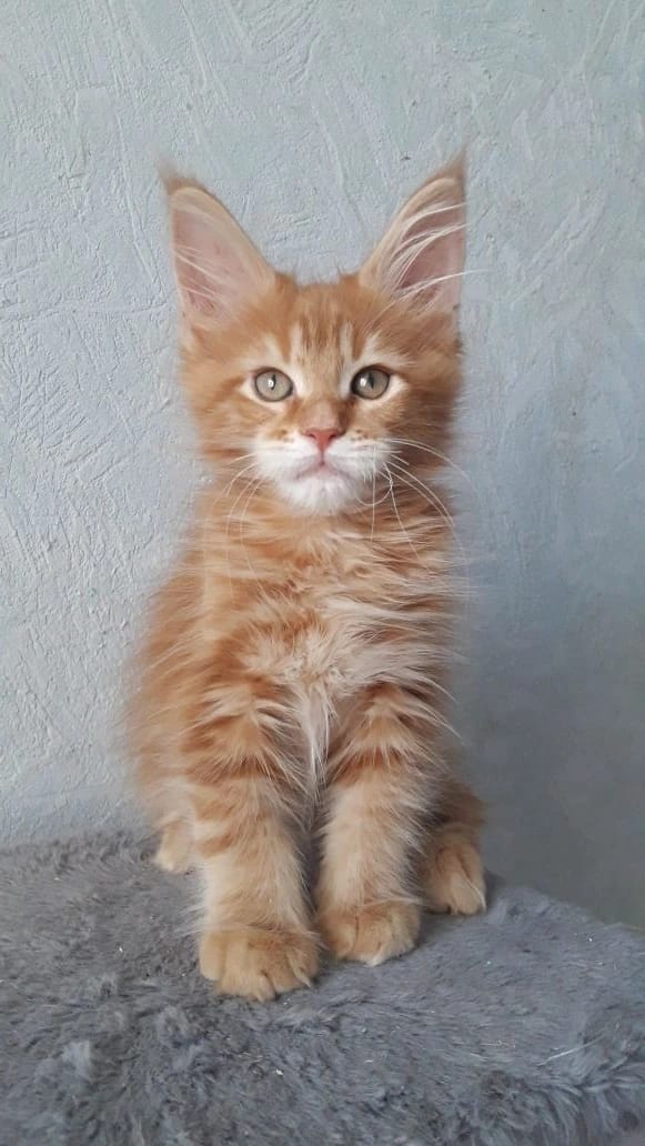 Matvey R Maine Coon kitten - Available for adoption at FavCats