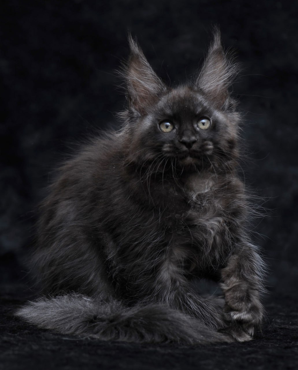 Platon R Maine Coon kitten - Available for adoption at FavCats