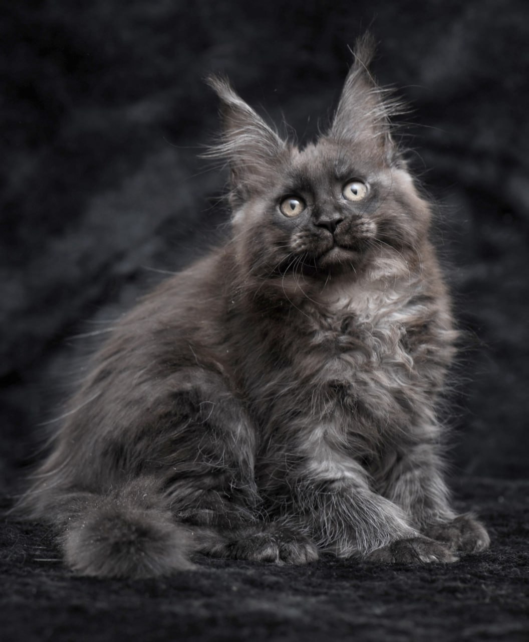 Prokhor R Maine Coon kitten - Available for adoption at FavCats
