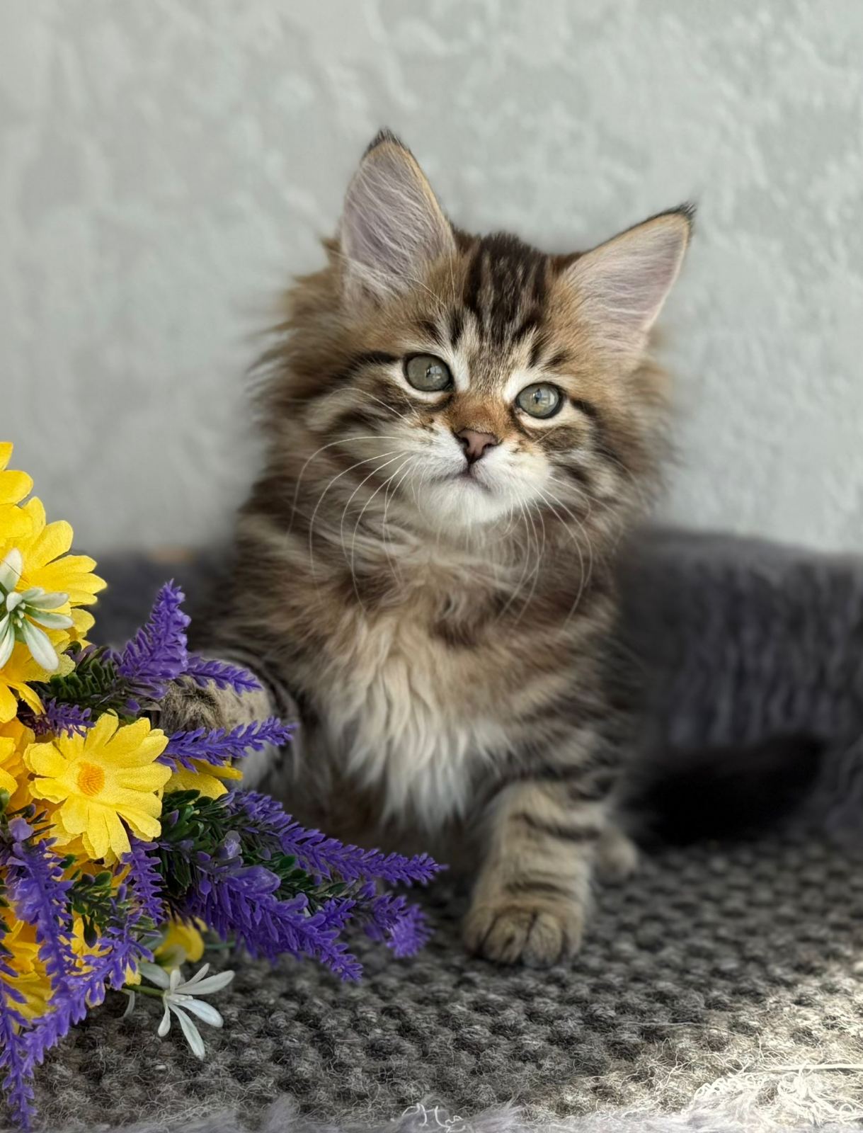 Rufus R Siberian Cat kitten - Available for adoption at FavCats