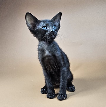 Sirnik U Oriental Cat kitten - Available for adoption at FavCats