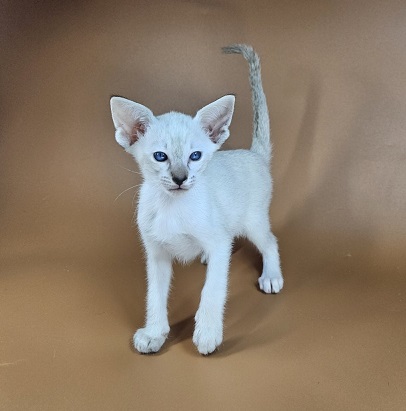 Tori U Oriental Cat kitten - Available for adoption at FavCats