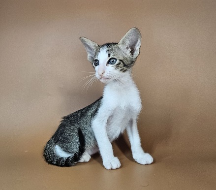 Ulya U Oriental Cat kitten - Available for adoption at FavCats