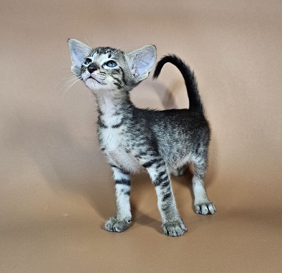 Undina U Oriental Cat kitten - Available for adoption at FavCats
