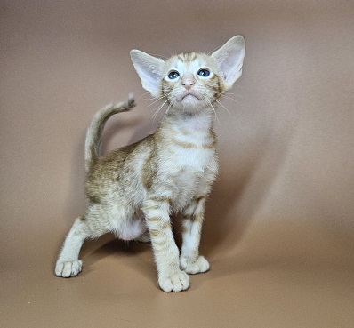 Uvar Oriental Cat kitten - Available for adoption at FavCats