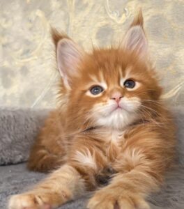 Daniel R Maine Coon kitten - Available for adoption at FavCats