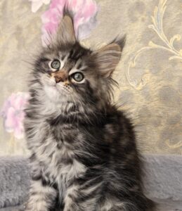 Dianne R Maine Coon kitten - Available for adoption at FavCats