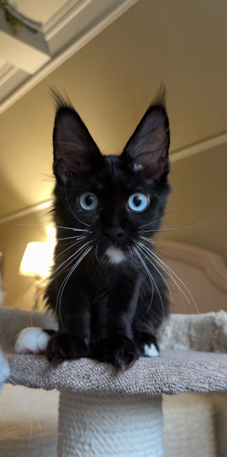 Krishna R Maine Coon kitten - Available for adoption at FavCats